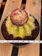 Melocactus with White Cephalium Lime Green Rare Cactus #490