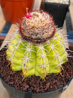 Melocactus with White Cephalium Lime Green Rare Cactus #490