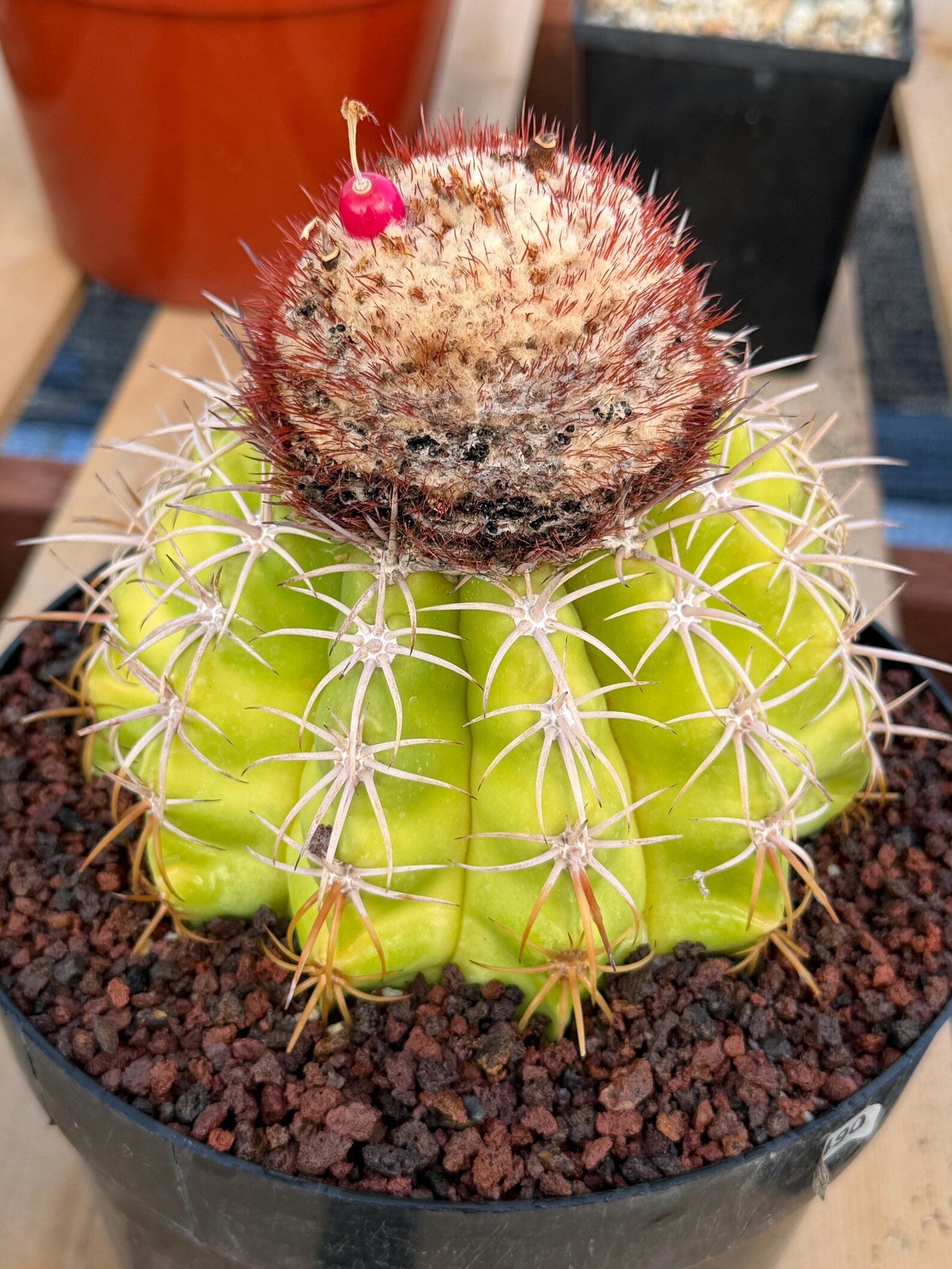 Melocactus with White Cephalium Lime Green Rare Cactus #490