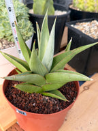 Sansevieria Chanin #42 | 6-Inch Silvery Green Easy Care Houseplant
