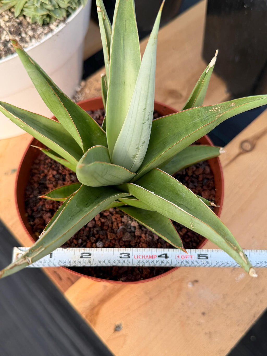 Sansevieria Chanin #42 | 6-Inch Silvery Green Easy Care Houseplant