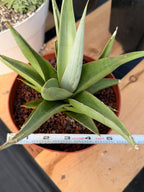 Sansevieria Chanin #42 | 6-Inch Silvery Green Easy Care Houseplant