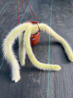 Hairy Monkey Tail Cactus  | Fuzzy White Live Cactus #724