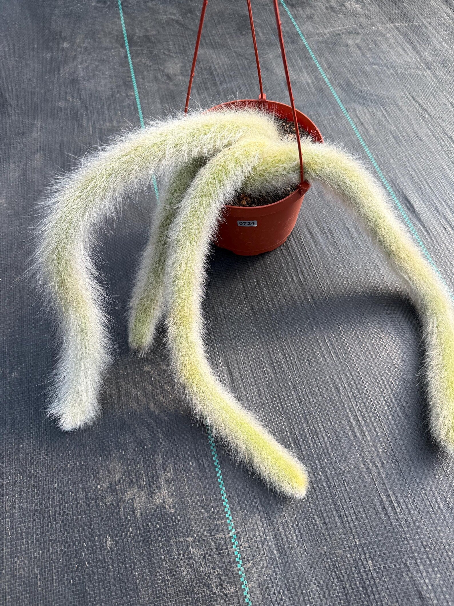 Hairy Monkey Tail Cactus  | Fuzzy White Live Cactus #724
