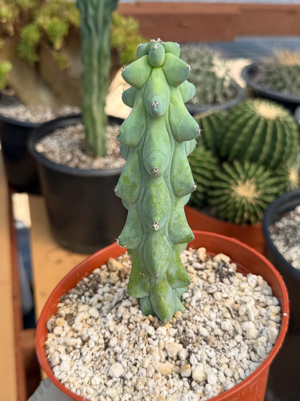 Boobie Cactus Live Plant |  Rare Succulent
