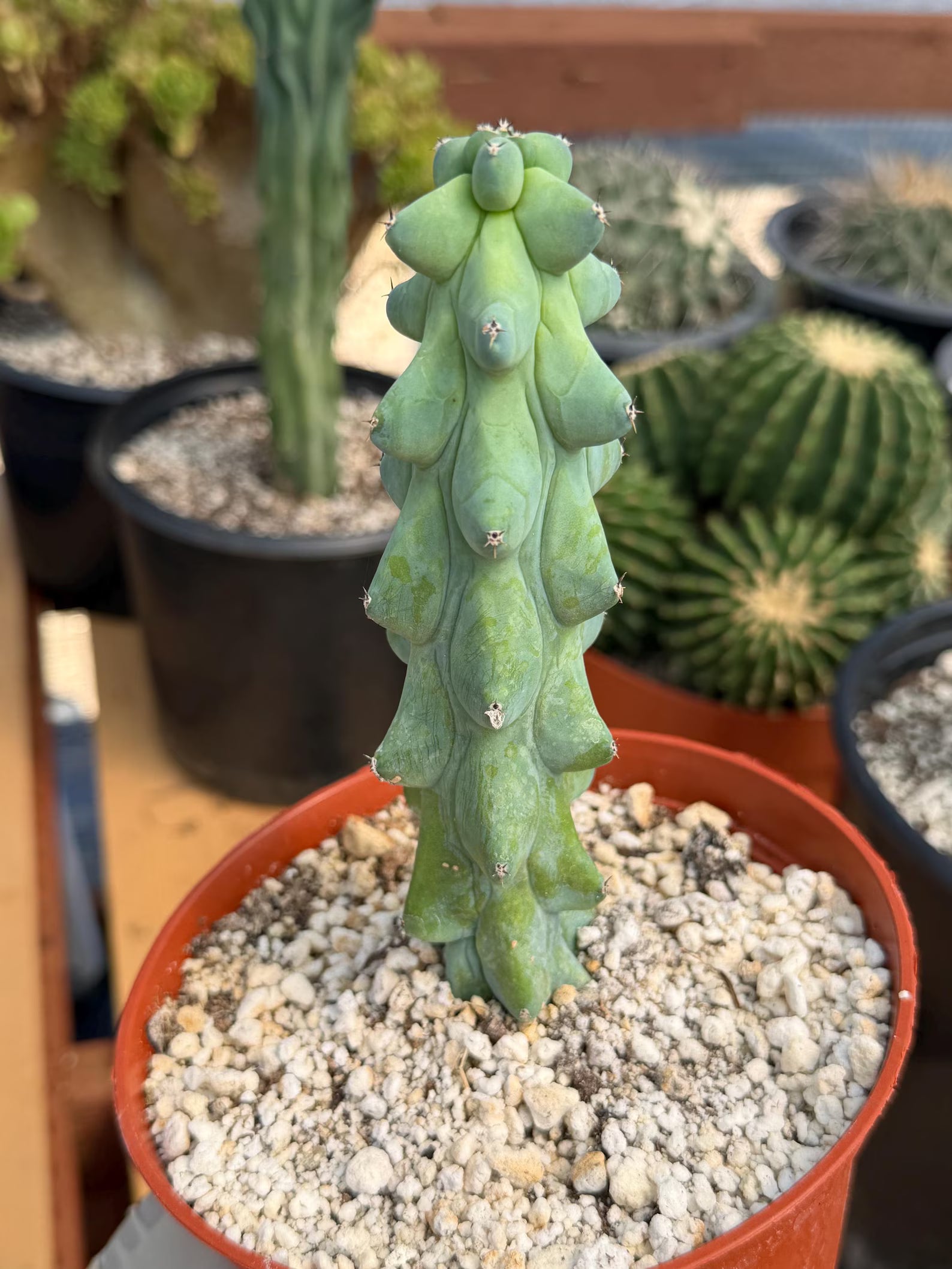 Boobie Cactus Live Plant |  Rare Succulent