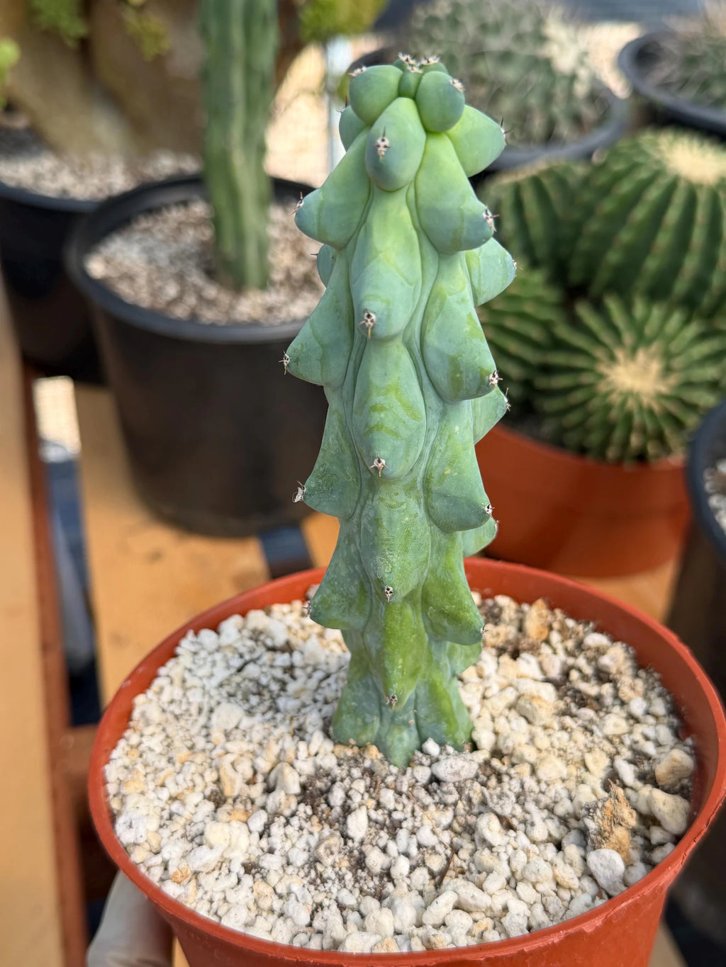 Boobie Cactus Live Plant |  Rare Succulent
