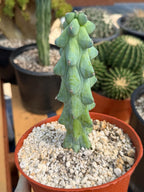 Boobie Cactus Live Plant |  Rare Succulent