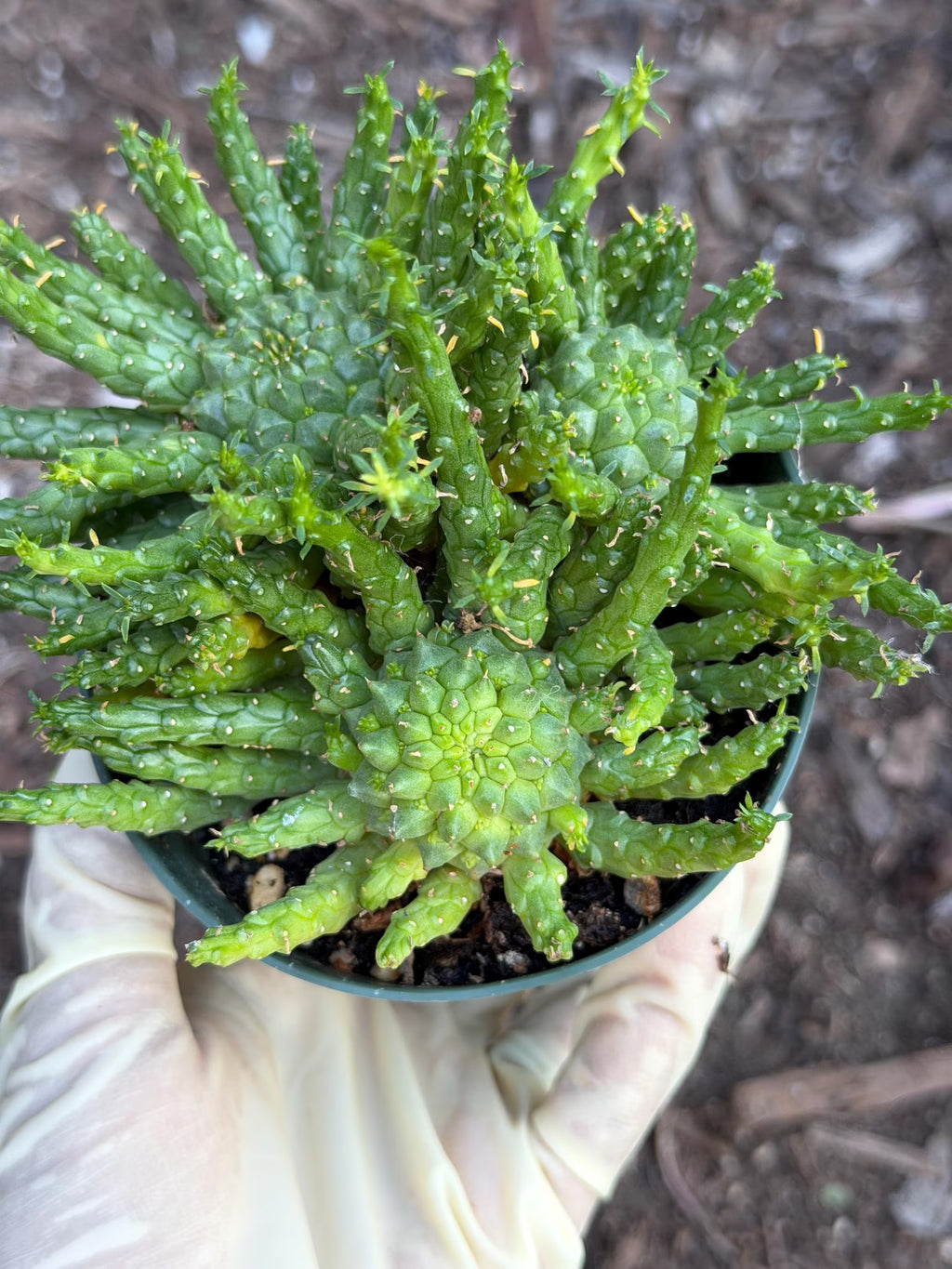 Euphorbia Medusa Cluster Live Succulent | Rare Medusa Head Cactus | Easy Care Plant