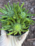 Euphorbia Medusa Cluster Live Succulent | Rare Medusa Head Cactus | Easy Care Plant