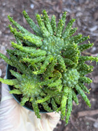 Euphorbia Medusa Cluster Live Succulent | Rare Medusa Head Cactus | Easy Care Plant