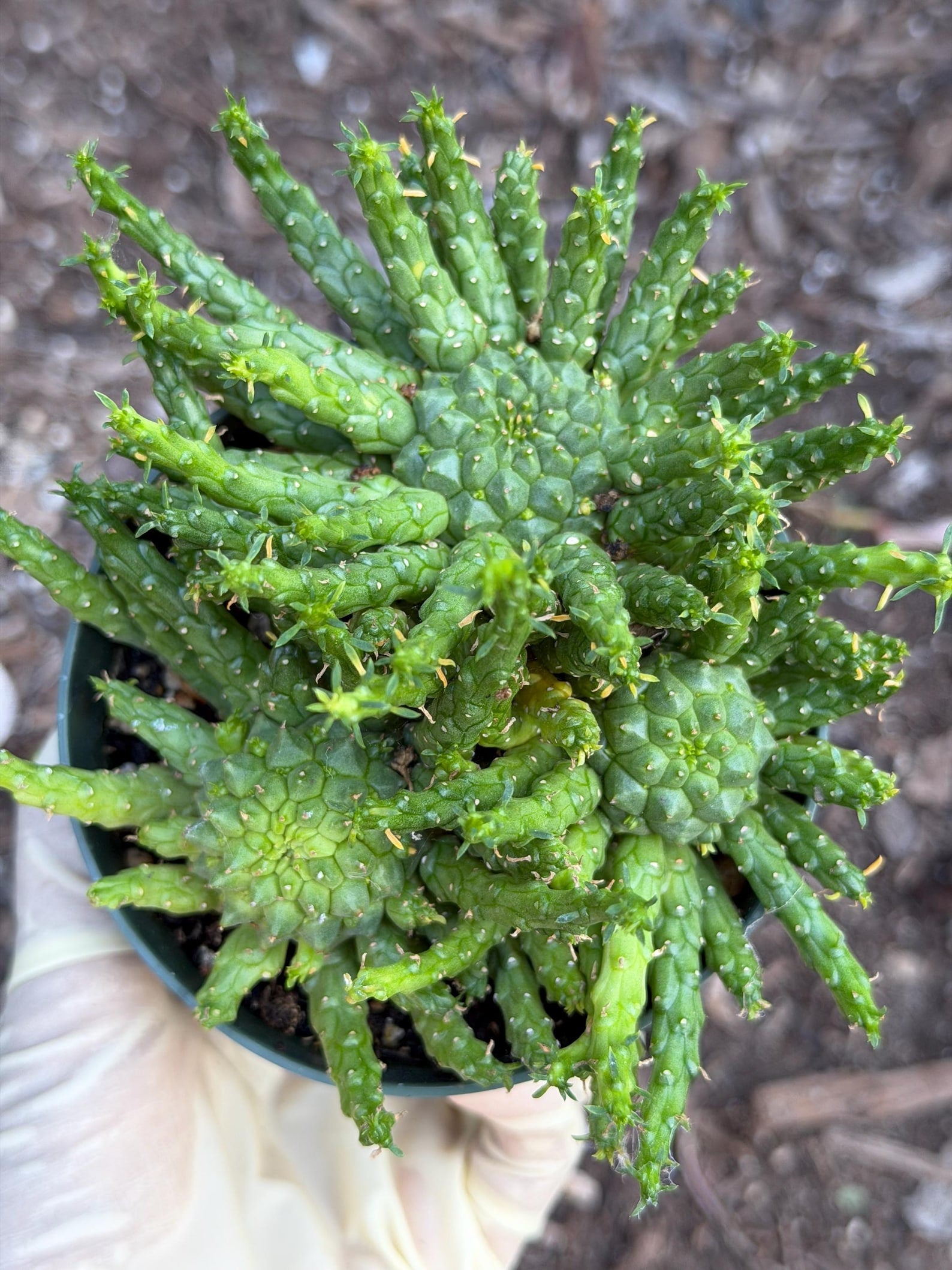 Euphorbia Medusa Cluster Live Succulent | Rare Medusa Head Cactus | Easy Care Plant