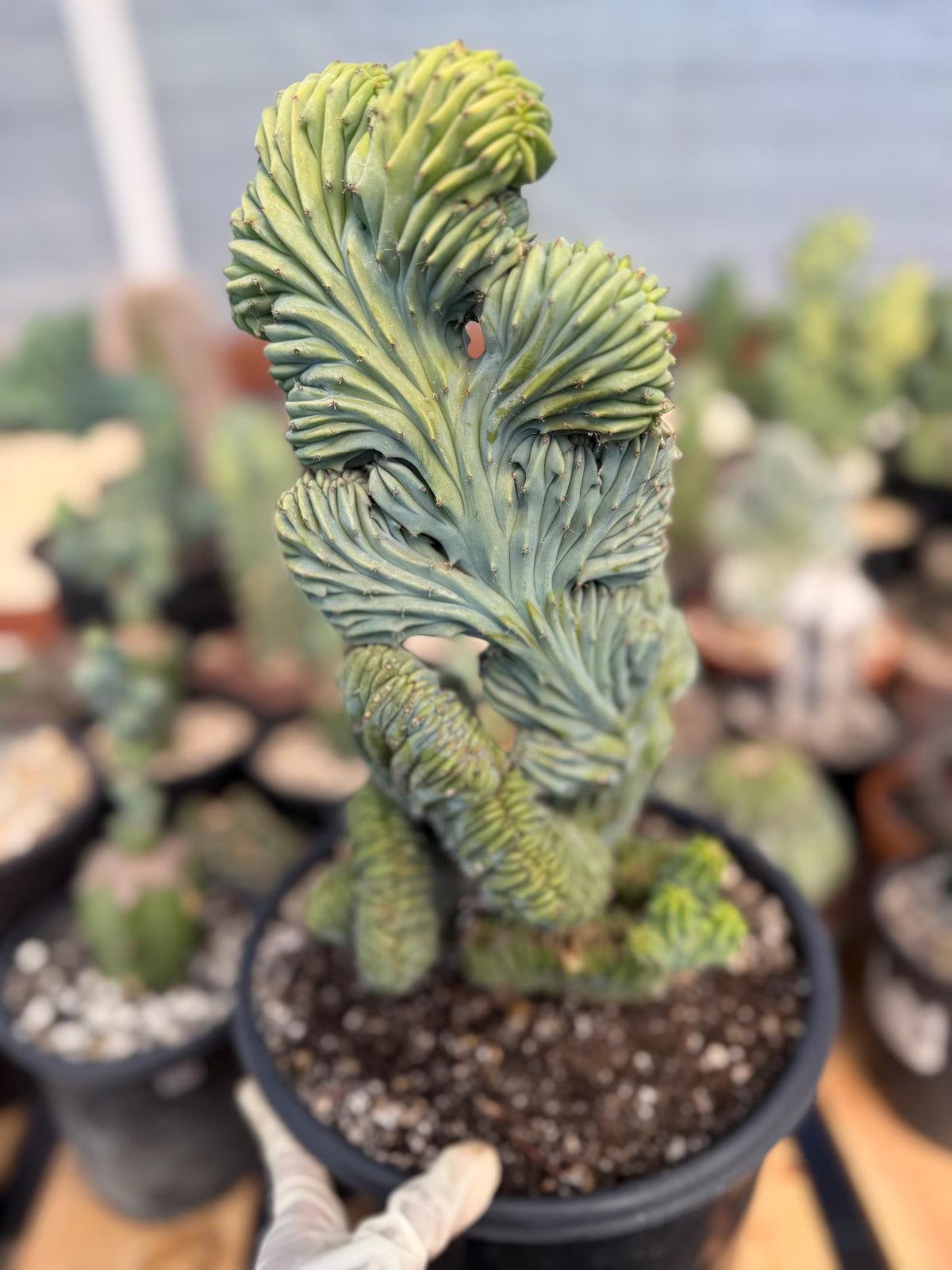 Crested Blue Myrtle Cactus #720 | Tall Form | Rare Live Plant