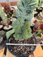 Crested Blue Myrtle Cactus #720 | Tall Form | Rare Live Plant