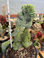 Crested Blue Myrtle Cactus #720 | Tall Form | Rare Live Plant