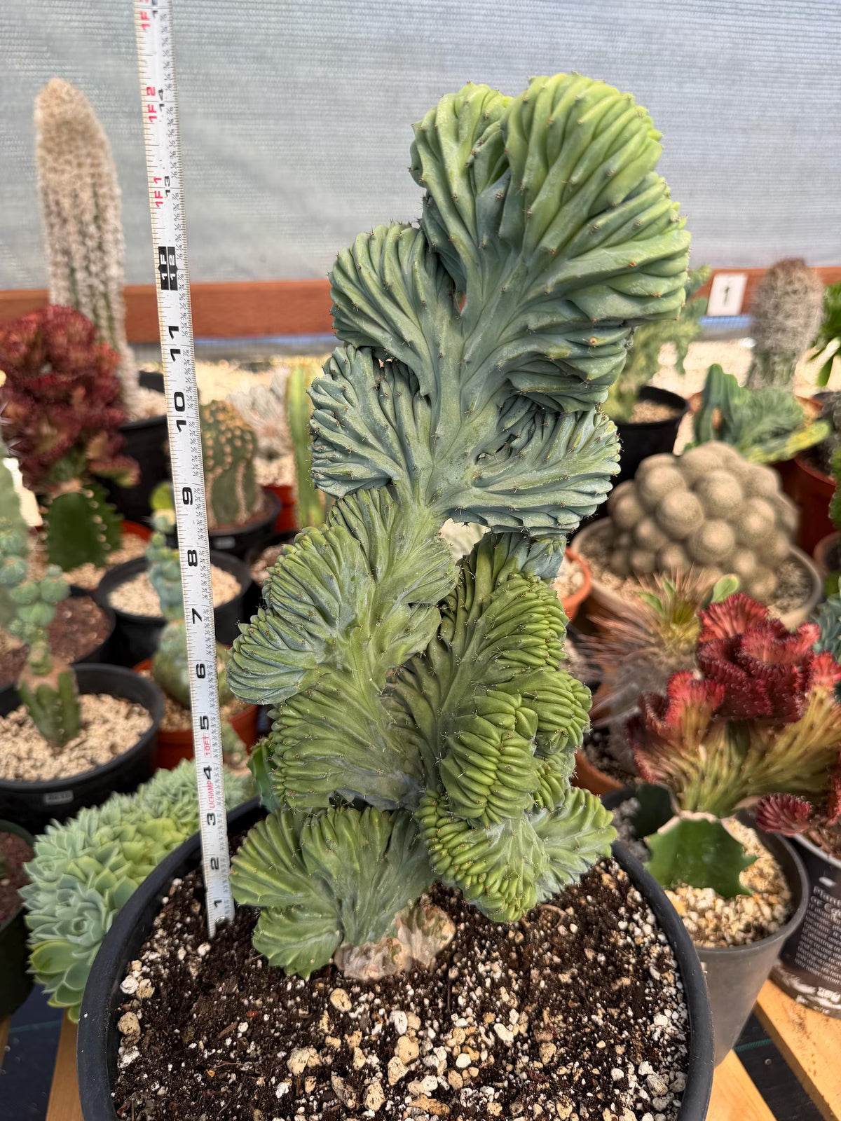 Crested Blue Myrtle Cactus #720 | Tall Form | Rare Live Plant