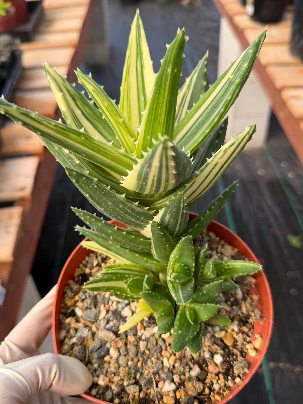 Variegated Aloe Nobilis with Pups | Large Rare Succulent Plant