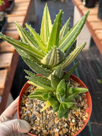 Variegated Aloe Nobilis with Pups | Large Rare Succulent Plant