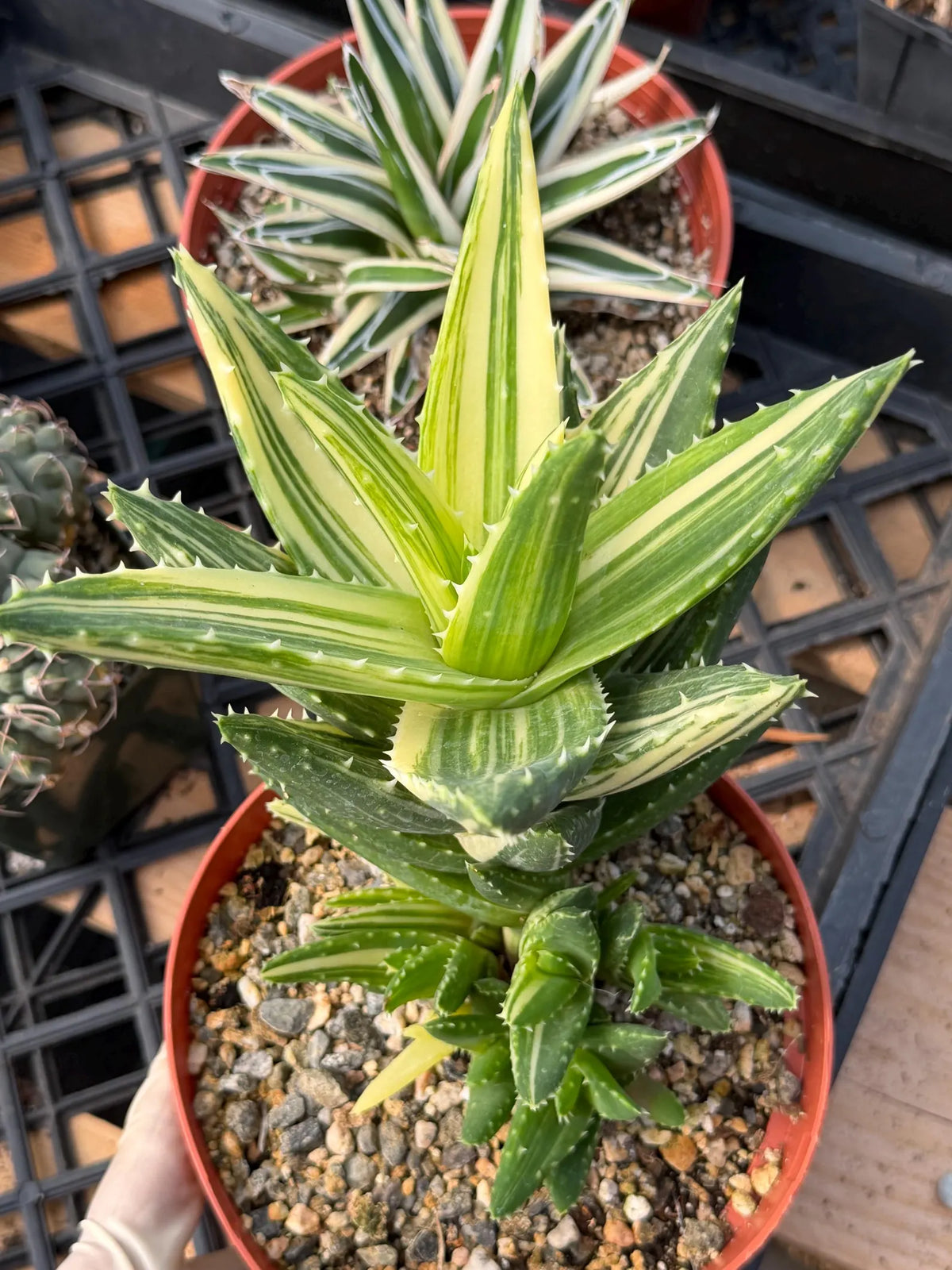 Variegated Aloe Nobilis with Pups | Large Rare Succulent Plant