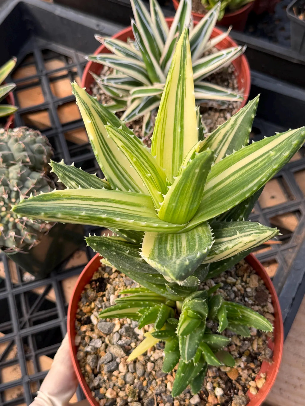 Variegated Aloe Nobilis with Pups | Large Rare Succulent Plant