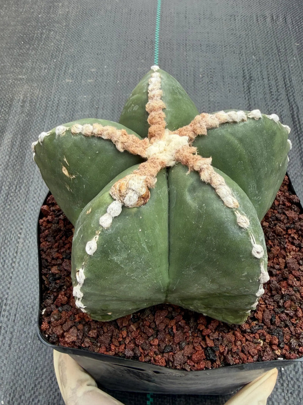 Astrophytum Myriostigma Rensei | Seed Grown Rare Cactus