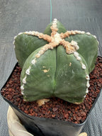 Astrophytum Myriostigma Rensei | Seed Grown Rare Cactus