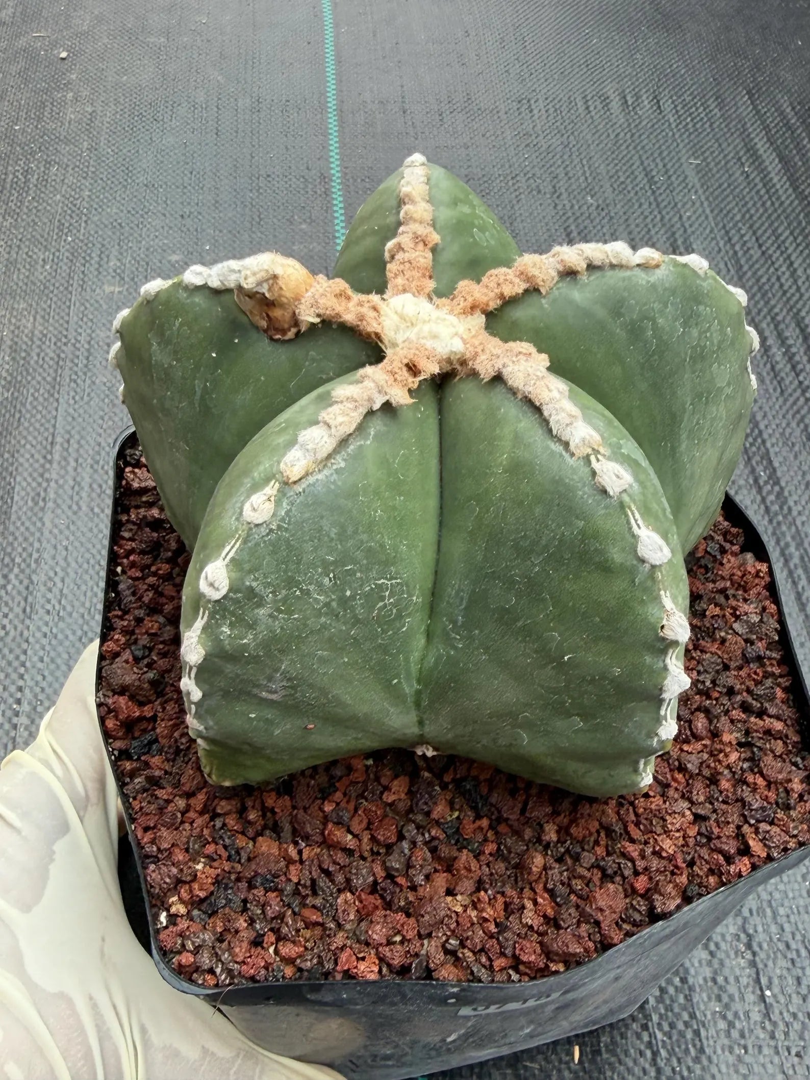 Astrophytum Myriostigma Rensei | Seed Grown Rare Cactus