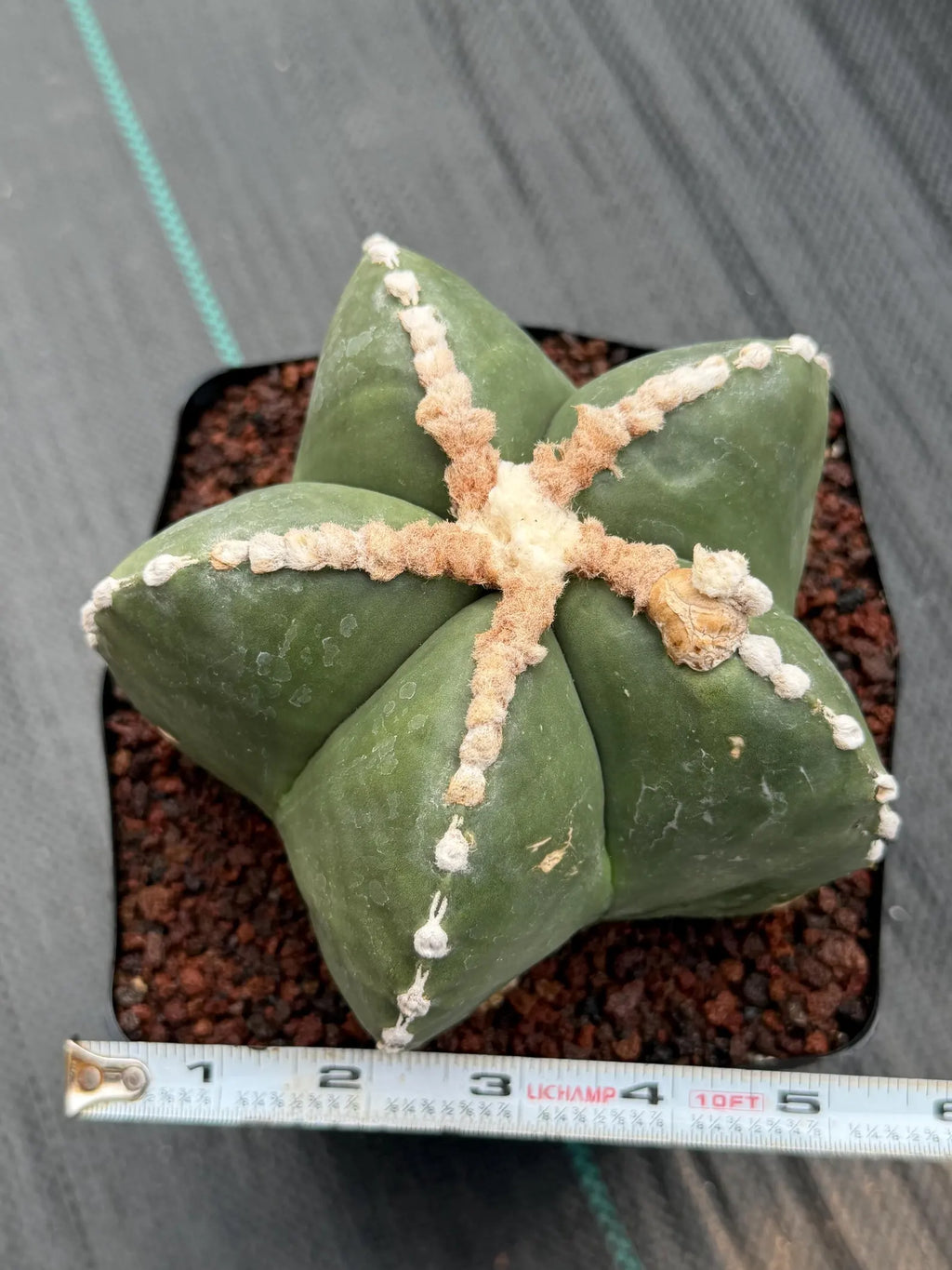Astrophytum Myriostigma Rensei | Seed Grown Rare Cactus