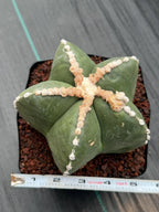 Astrophytum Myriostigma Rensei | Seed Grown Rare Cactus