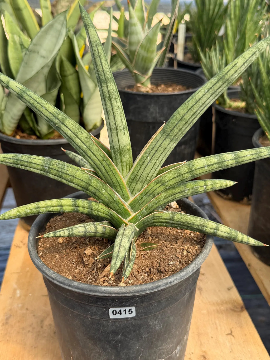 Sansevieria Lavranos 1970 | Rare Easy Care Snake Plant #415