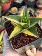 Variegated Sansevieria Maya #348 | Rare Easy-Care Houseplant