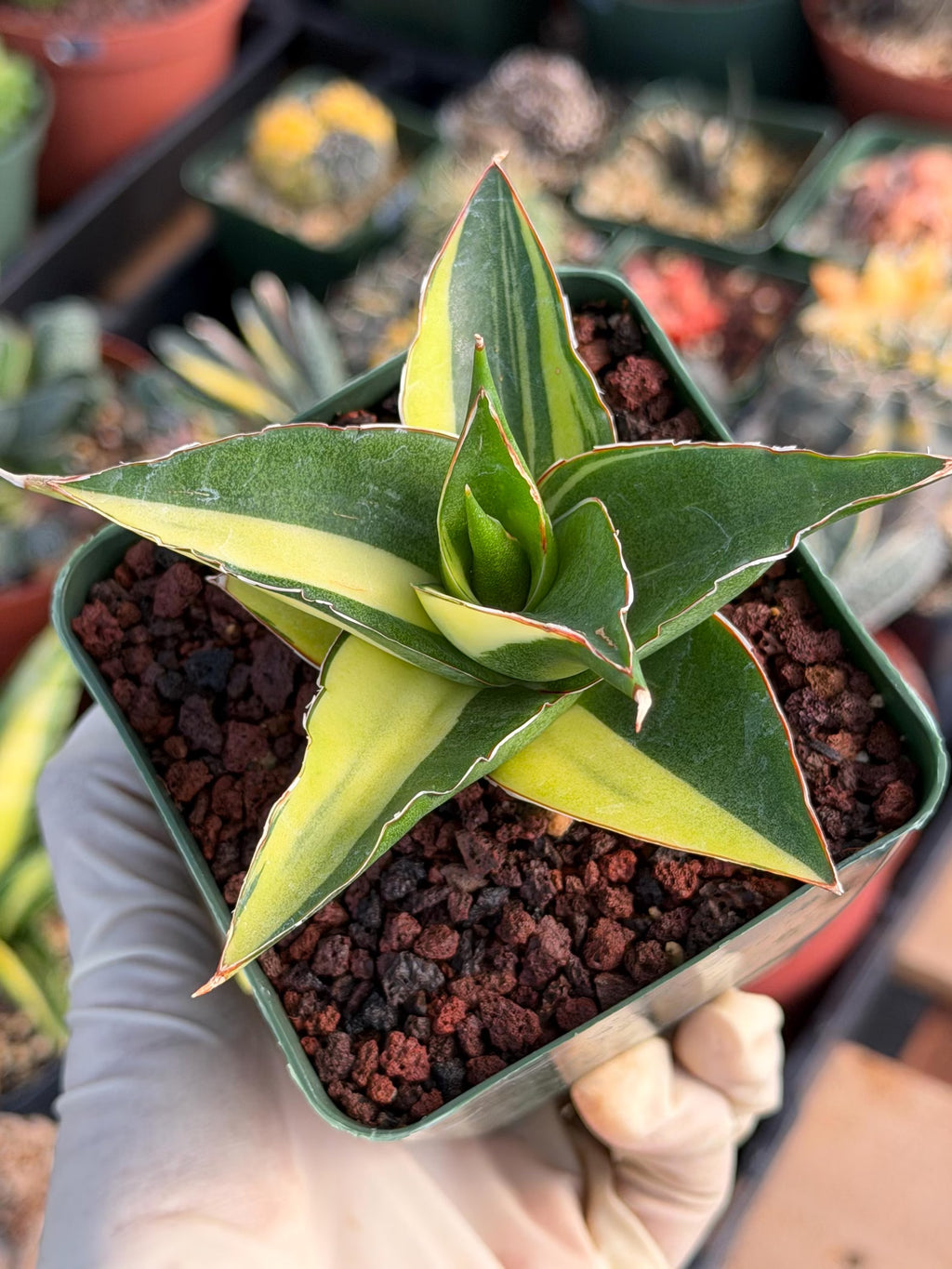 Variegated Sansevieria Maya #348 | Rare Easy-Care Houseplant
