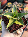 Variegated Sansevieria Maya #348 | Rare Easy-Care Houseplant
