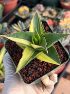 Variegated Sansevieria Maya #348 | Rare Easy-Care Houseplant
