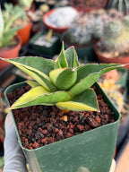 Variegated Sansevieria Maya #348 | Rare Easy-Care Houseplant