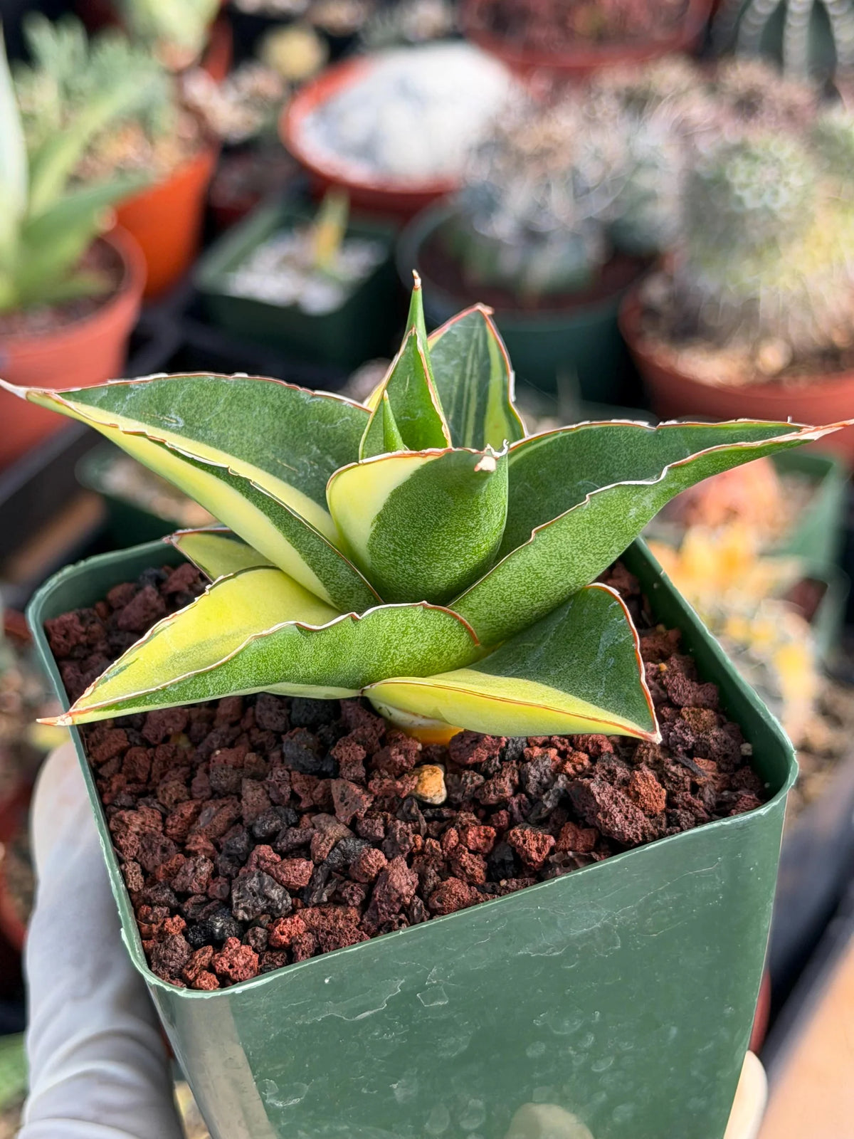 Variegated Sansevieria Maya #348 | Rare Easy-Care Houseplant