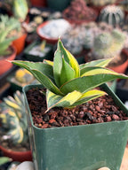 Variegated Sansevieria Maya #348 | Rare Easy-Care Houseplant