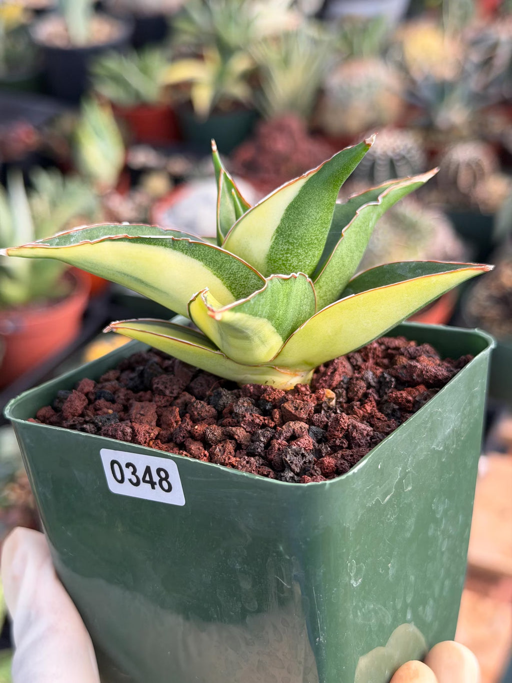 Variegated Sansevieria Maya #348 | Rare Easy-Care Houseplant