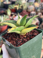 Variegated Sansevieria Maya #348 | Rare Easy-Care Houseplant