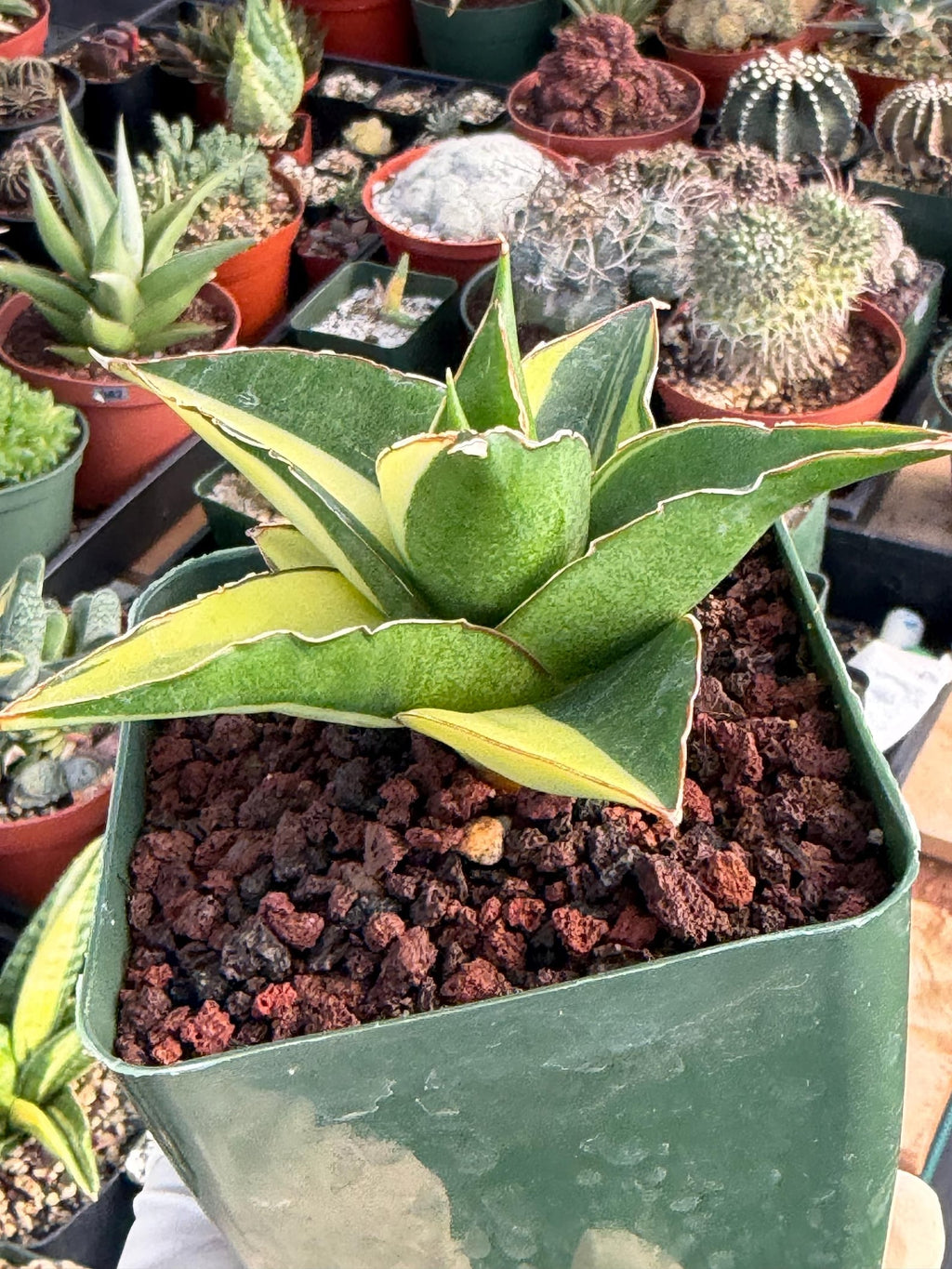 Variegated Sansevieria Maya #348 | Rare Easy-Care Houseplant