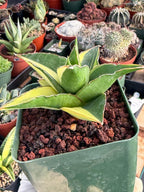 Variegated Sansevieria Maya #348 | Rare Easy-Care Houseplant