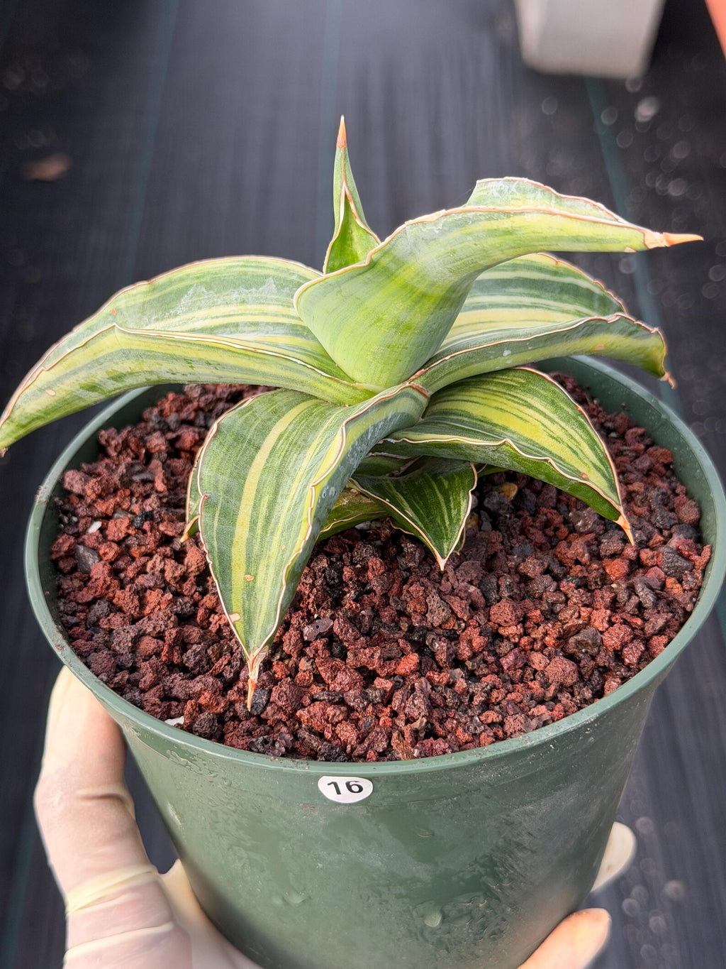 Variegated Sansevieria Blue Kew Live Snake Plant #16