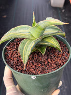 Variegated Sansevieria Blue Kew Live Snake Plant #16