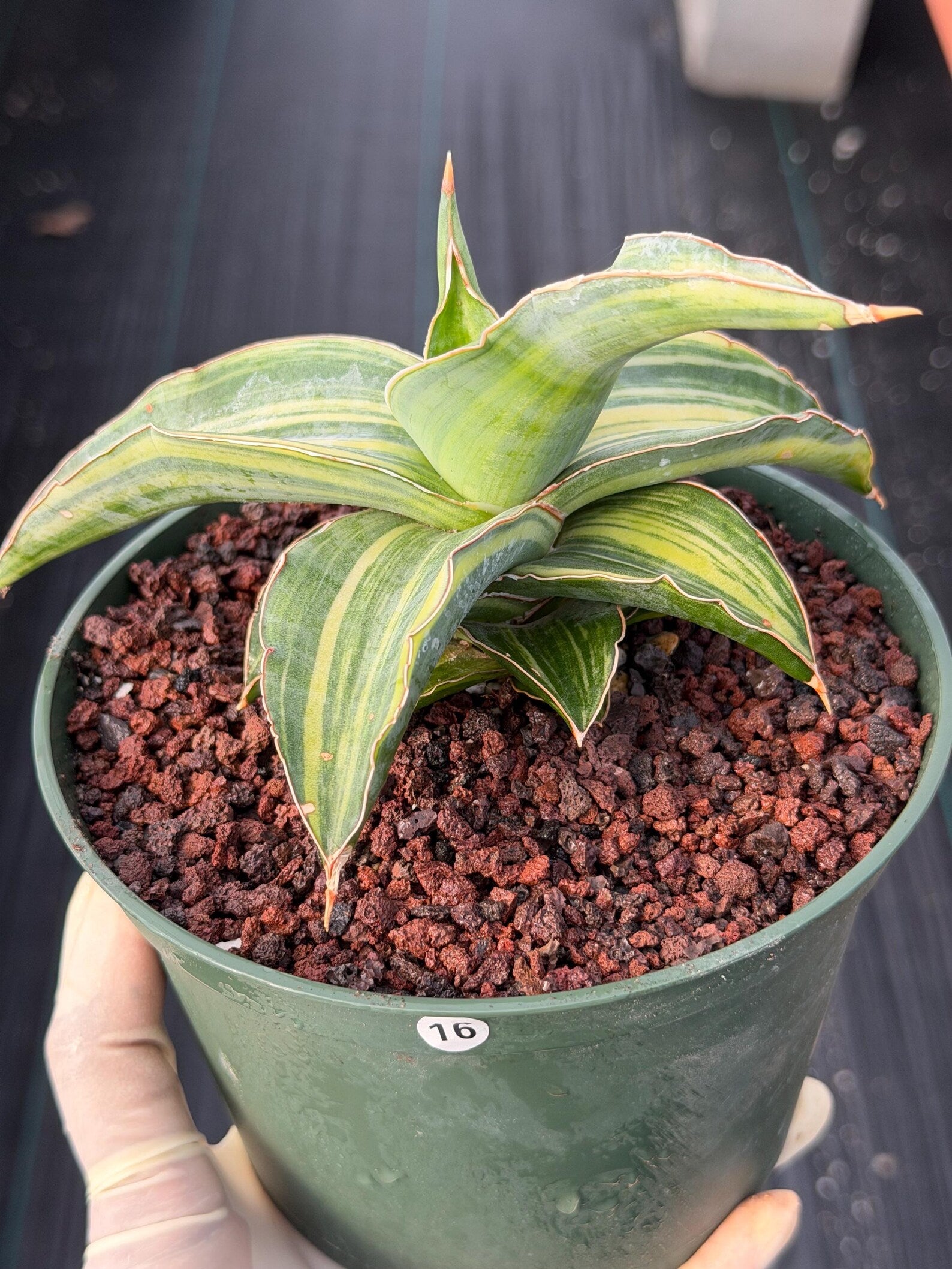Variegated Sansevieria Blue Kew Live Snake Plant #16