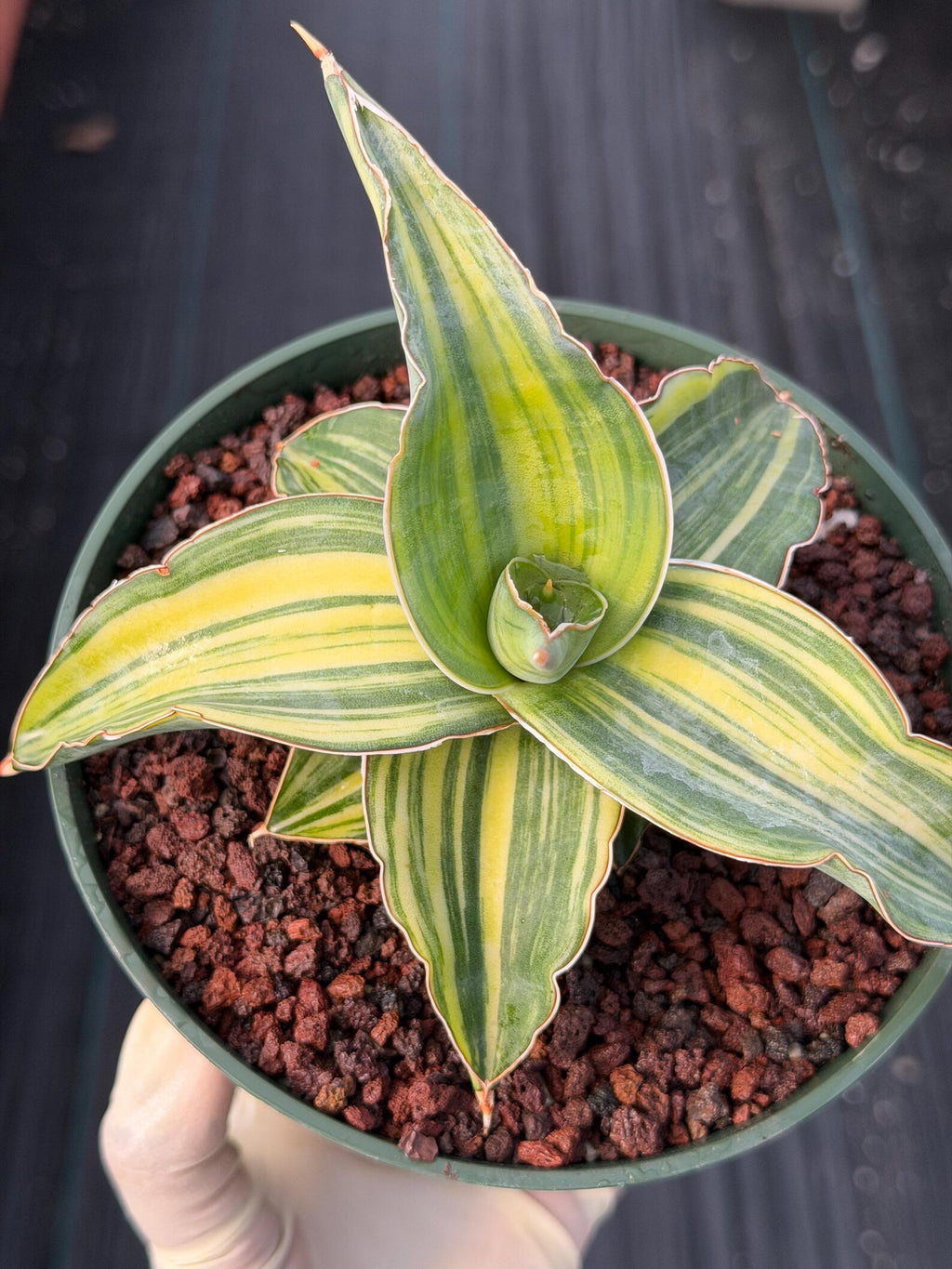 Variegated Sansevieria Blue Kew Live Snake Plant #16
