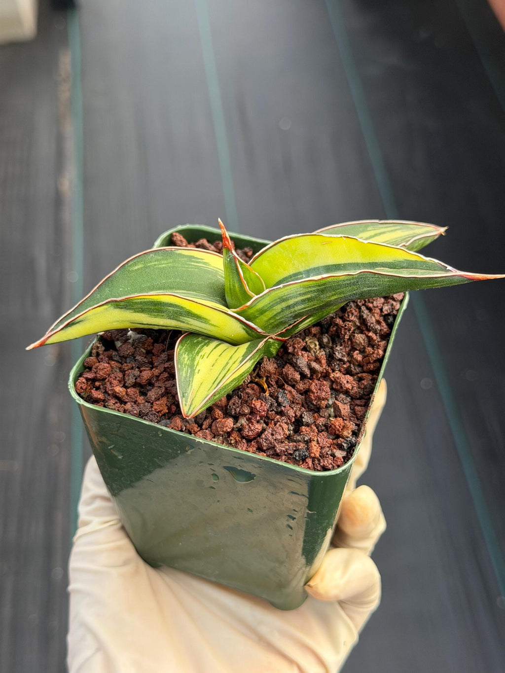 Variegated Sansevieria Samurai | Rare Easy Care Snake Plant #586