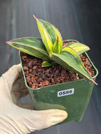 Variegated Sansevieria Samurai | Rare Easy Care Snake Plant #586