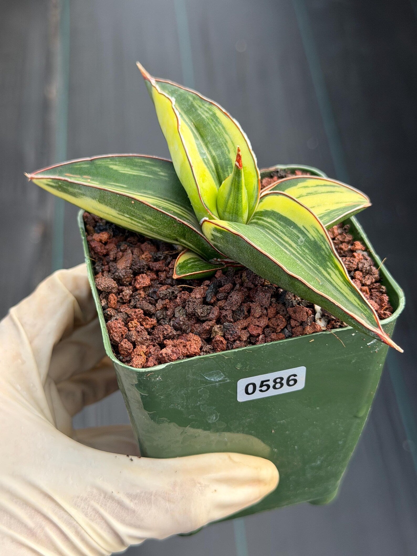 Variegated Sansevieria Samurai | Rare Easy Care Snake Plant #586