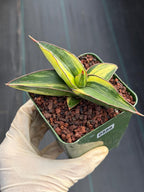 Variegated Sansevieria Samurai | Rare Easy Care Snake Plant #586
