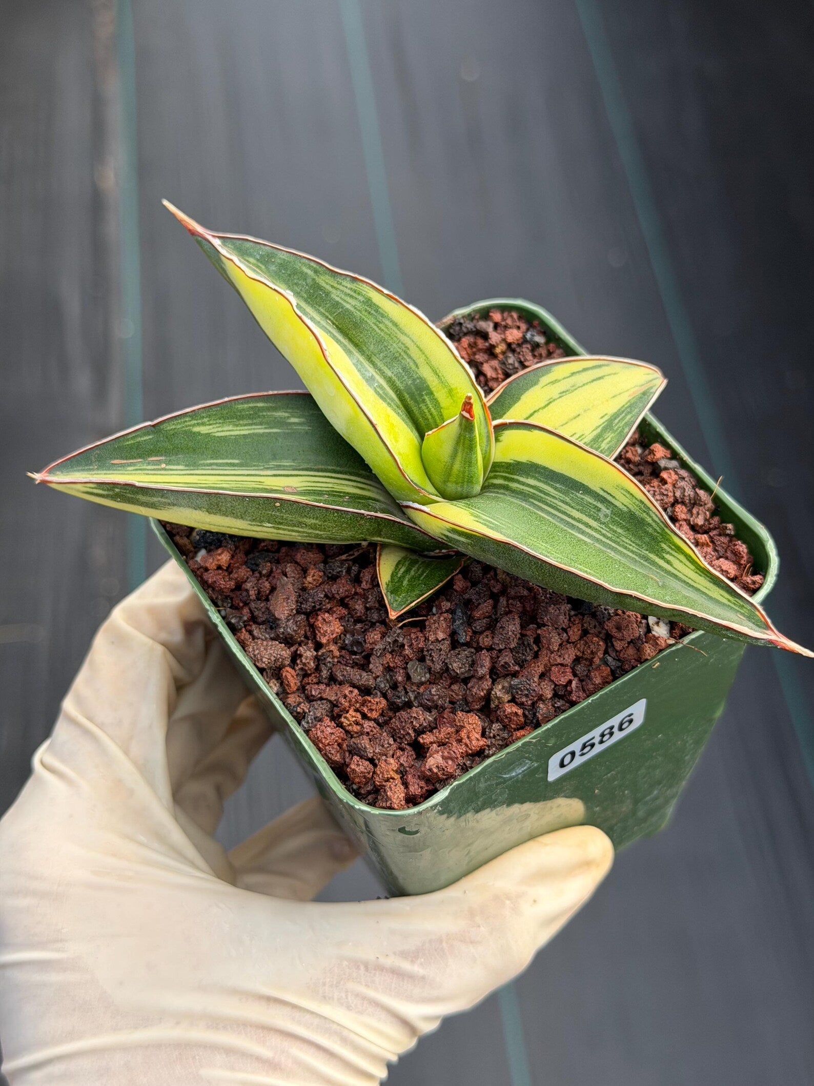 Variegated Sansevieria Samurai | Rare Easy Care Snake Plant #586
